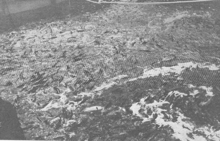 Enormous mass of salmon crowded inside a pile-driven fish trap, 1909
