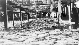 Interior of an early Bellingham salmon cannery piled high with freshly caught fish