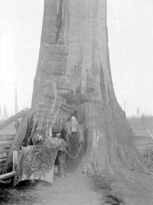 A rider passing through a tunnel carved in a giant hollow cedar tree near Birch Bay, 1899