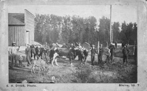 A group of 1880s loggers standing with a long crosscut saw and a team of oxen near Blaine