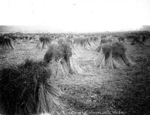 Black and white 1893 photo of a flax field with harvested shocks in Whatcom County