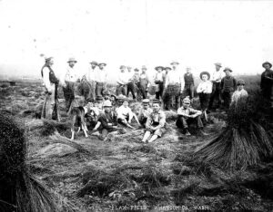 1893 photograph of agricultural workers harvesting flax in a Whatcom County field