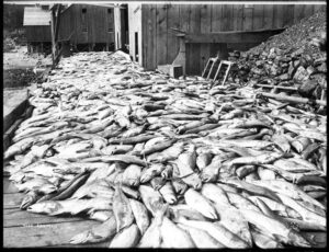 Thousands of salmon spread across a wooden cannery dock, about 1905