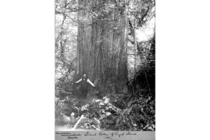 Circa 1895 photo of an enormous western redcedar tree in old-growth forest near Lake Whatcom