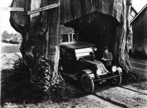 1920 photograph of an early automobile parked in an arch carved through a giant redcedar stump