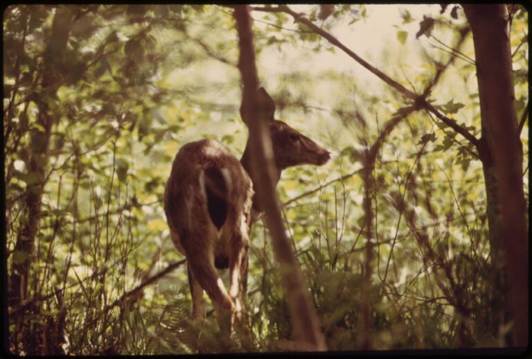 1973 color photograph of a Columbian blacktail deer in the woods at Larrabee State Park near Bellingham