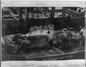 Circa 1920 photograph of workers loading scows at salmon traps on Bellingham Bay