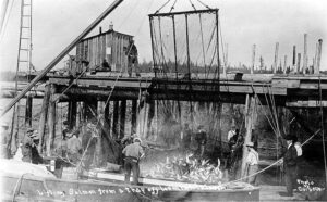 Workers lifting salmon from a fish trap off Lummi Island, around 1911