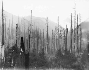 1894 photograph of snow-covered Mount Baker seen across forested foothills