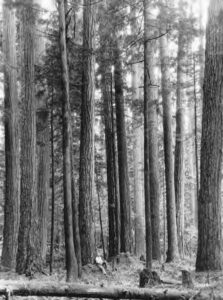 Stand of enormous old-growth Douglas fir trees in a forest, 1926