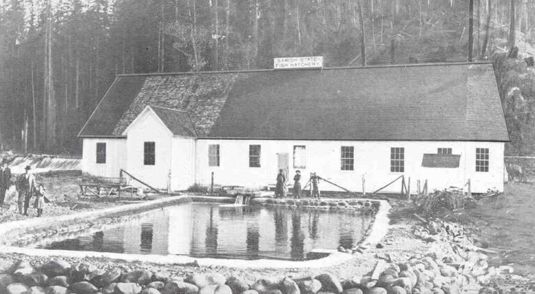 Around 1913 photograph of the concrete rearing ponds at the Samish salmon hatchery
