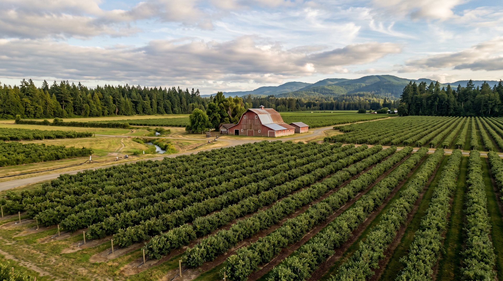 Berry fields and red barn under cloudy skies in the Nooksack Valley agricultural landscape